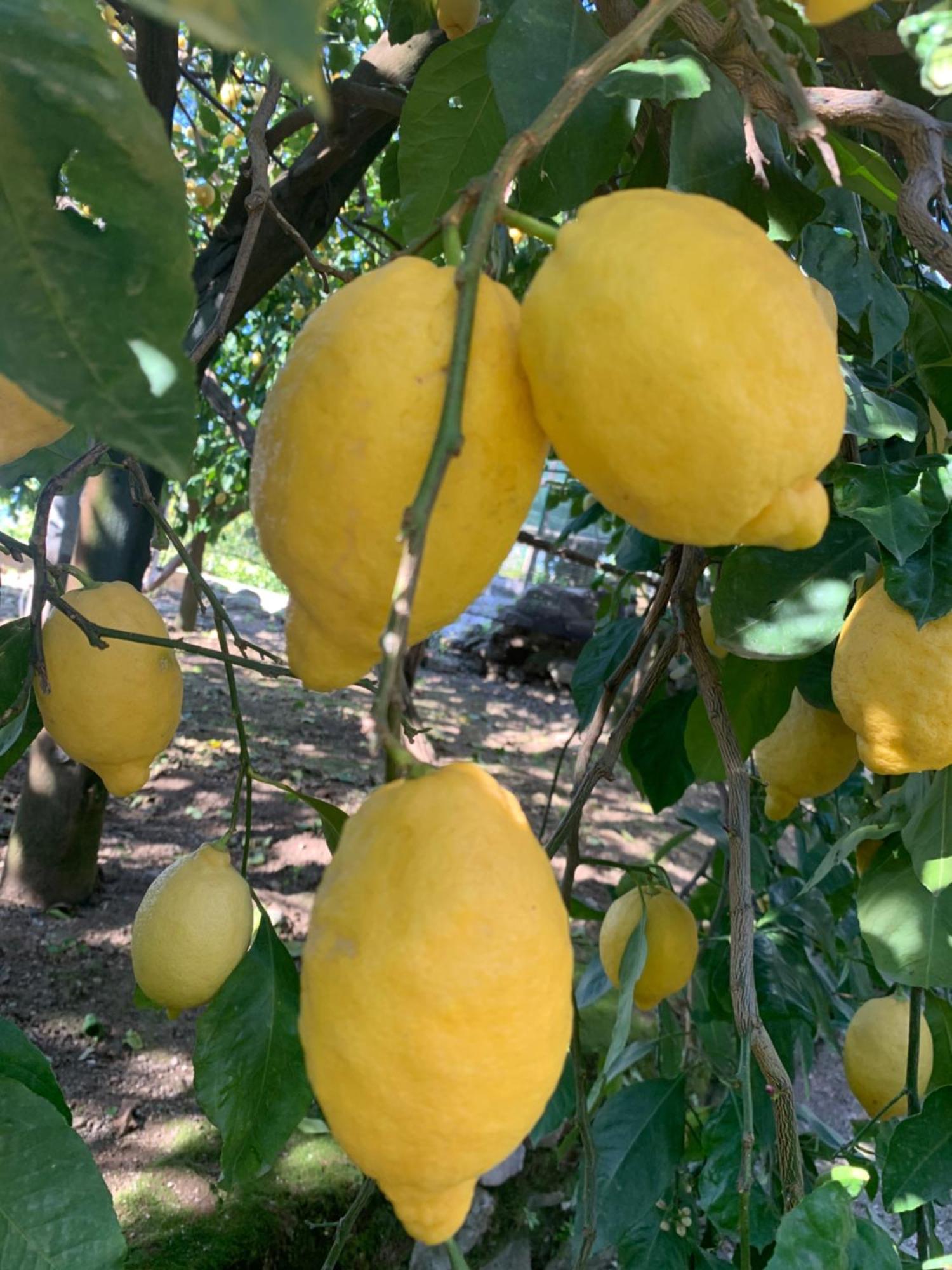 Sorrento Studios Lemons Hill Exteriér fotografie